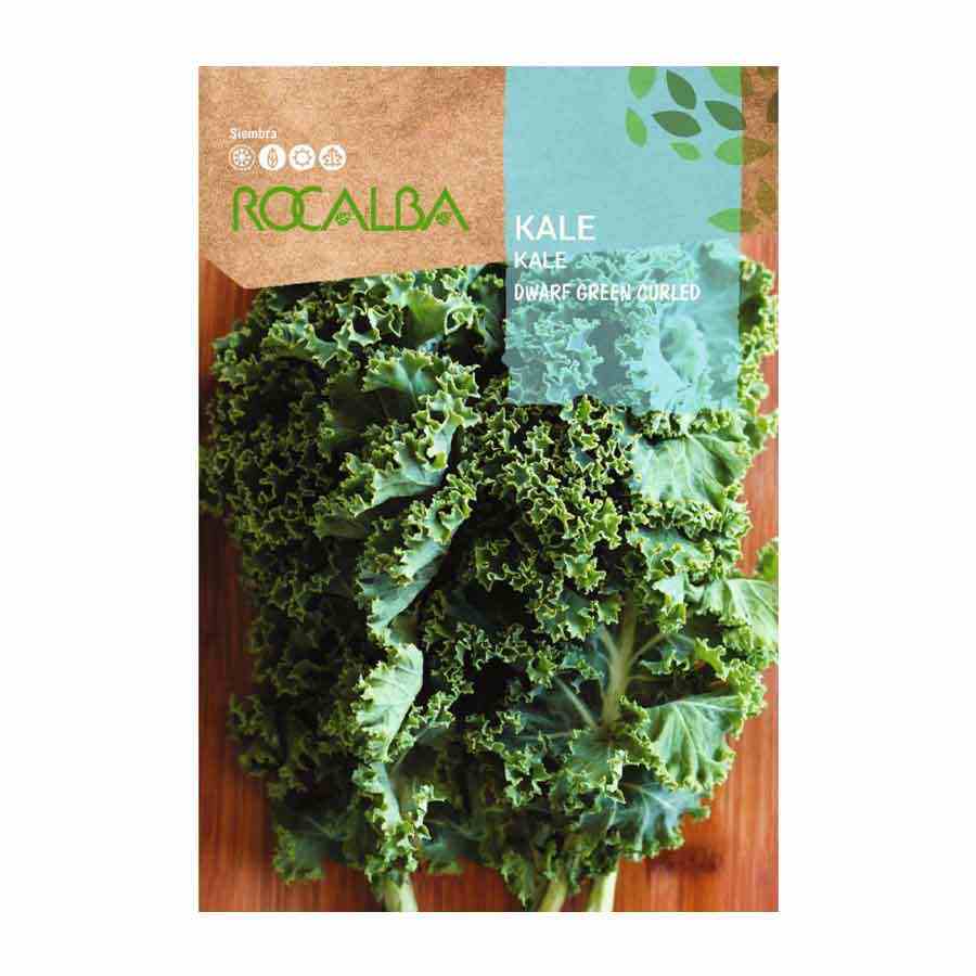 Kale dwarf Green