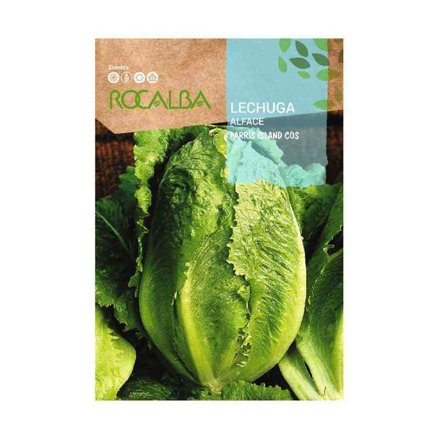 Lechuga Parris Island
