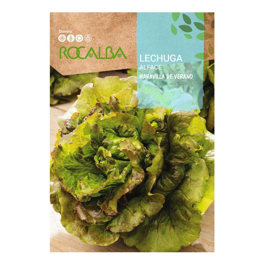 Lechuga Maravilla De Verano