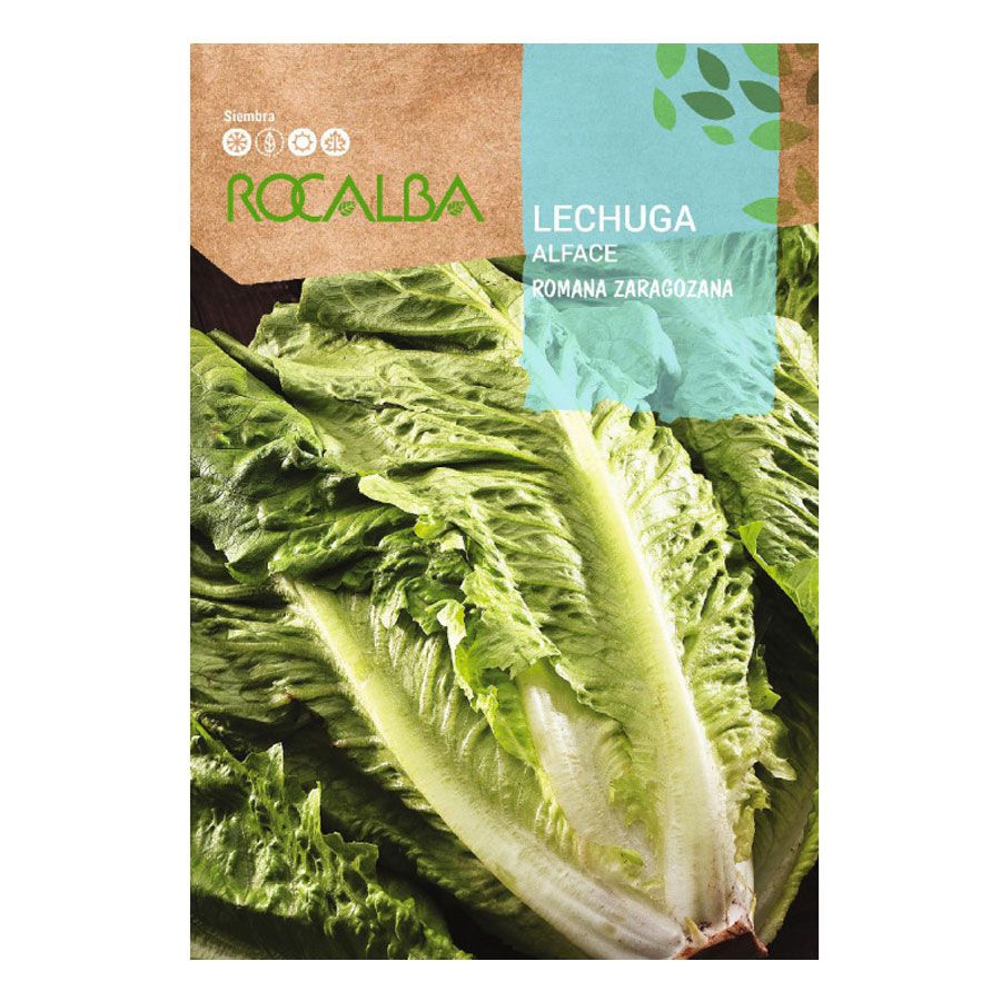 Lechuga Romana Zaragoza