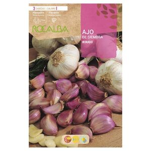 Ajo De Siembra Morado