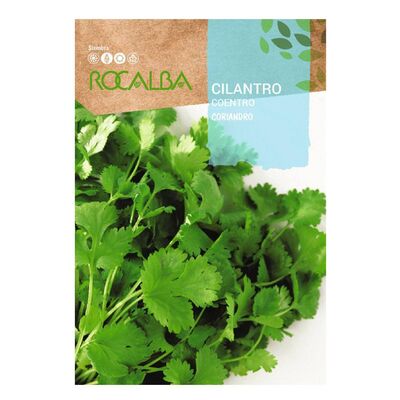 Cilantro coriandro 1