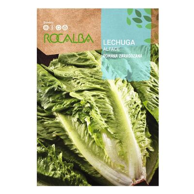 Lechuga romana zaragoza 1